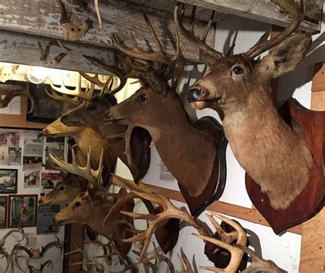 Whether you found an ancient set of antlers in your uncles barn or you just killed a massive whitetail, youre going to have to wait 60 days before getting a true measurement. . Set of antlers nyt